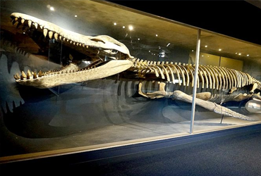 Visit the Harvard Museum of Natural History and enjoy a discounted rate with a library pass.